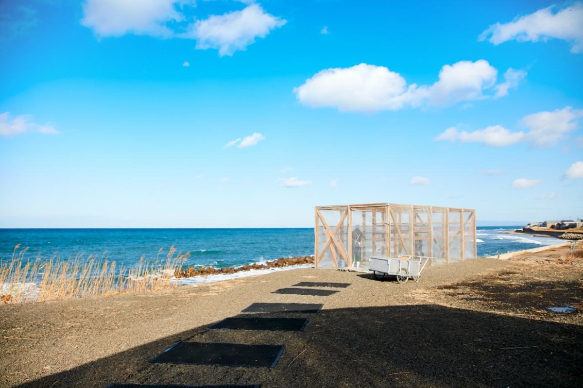 画像5: 青森県産　生干しイカ  大サイズ（２００ｇ以上お約束）×　５枚セット     （５％ＯＦＦ価格） (5)