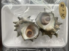 画像4: 青森県日本海産　砂抜き済み　大ぶり蒸しサザエ　2個入り (4)