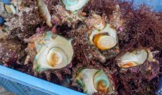 画像2: 青森県日本海産　砂抜き済み　大ぶり蒸しサザエ　2個入り (2)