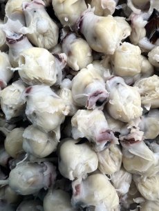 画像4: 赤羽屋の肴っこ　自然製法　青森県産スルメイカのイカとんび冷風干し　（20g） (4)