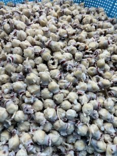 画像3: 赤羽屋の肴っこ　自然製法　青森県産スルメイカのイカとんび冷風干し　（20g） (3)