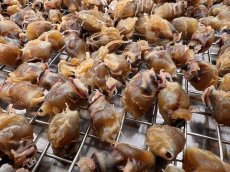 画像1: 赤羽屋の肴っこ　自然製法　青森県産スルメイカのイカとんび冷風干し　（20g） (1)